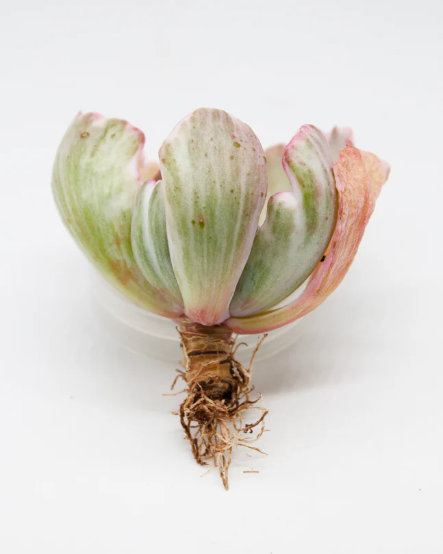 Echeveria Flying Cloud var. - Image 2