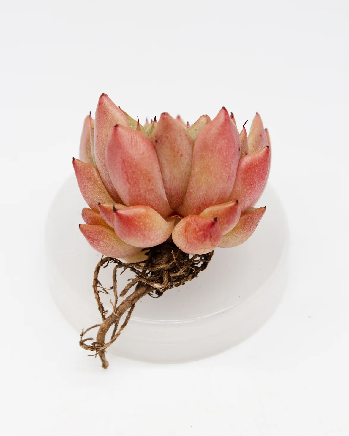 Echeveria Gilba Rose - Image 2