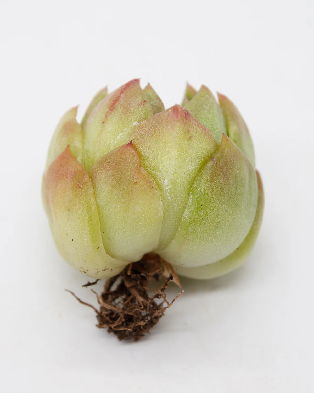 Echeveria Gillian var. - Image 2