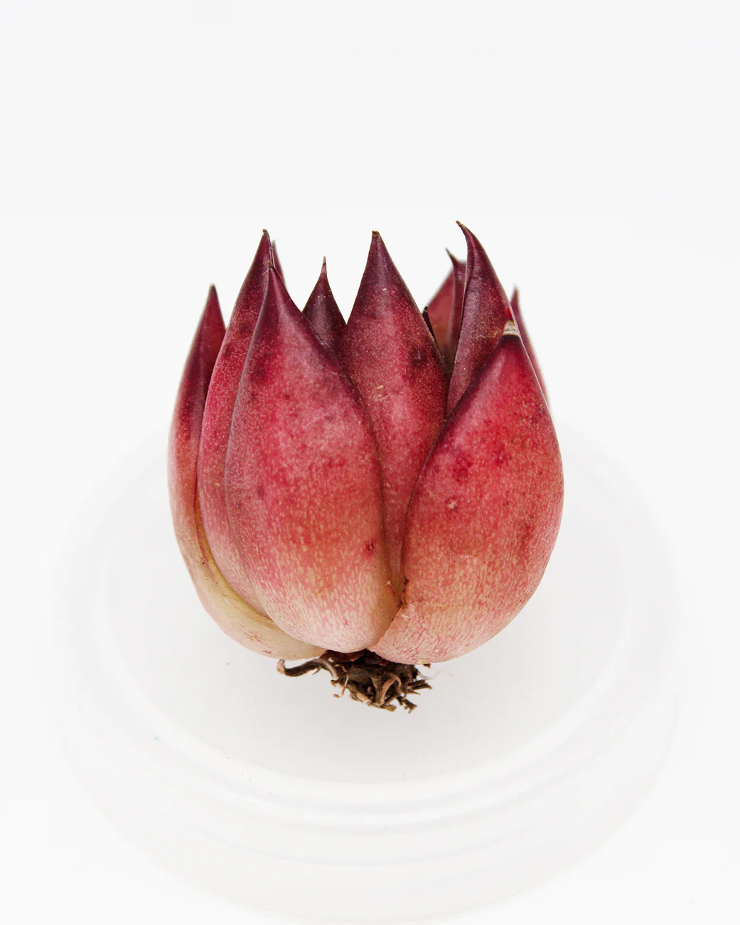 Echeveria Giselle - Image 2