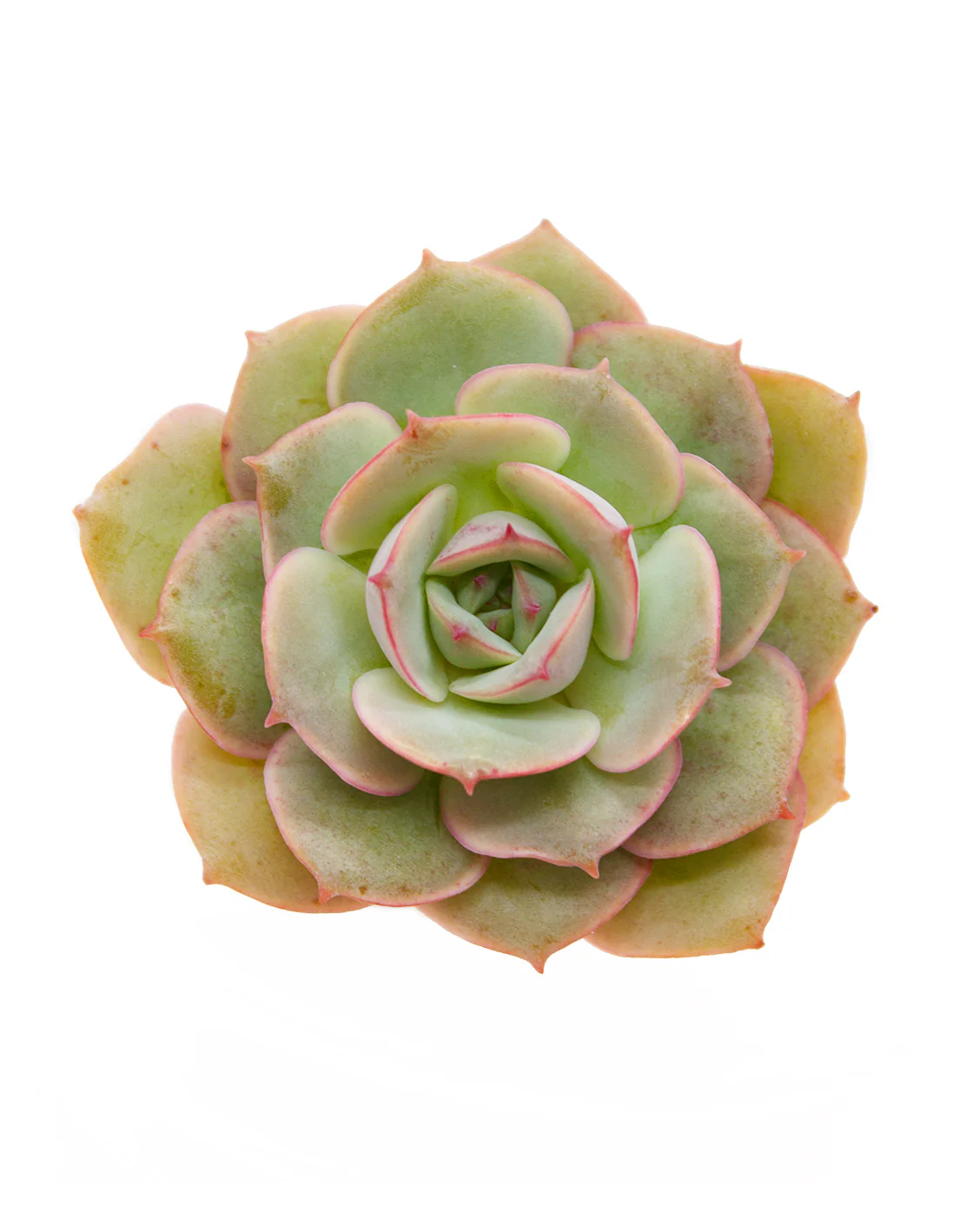 Echeveria Gloria