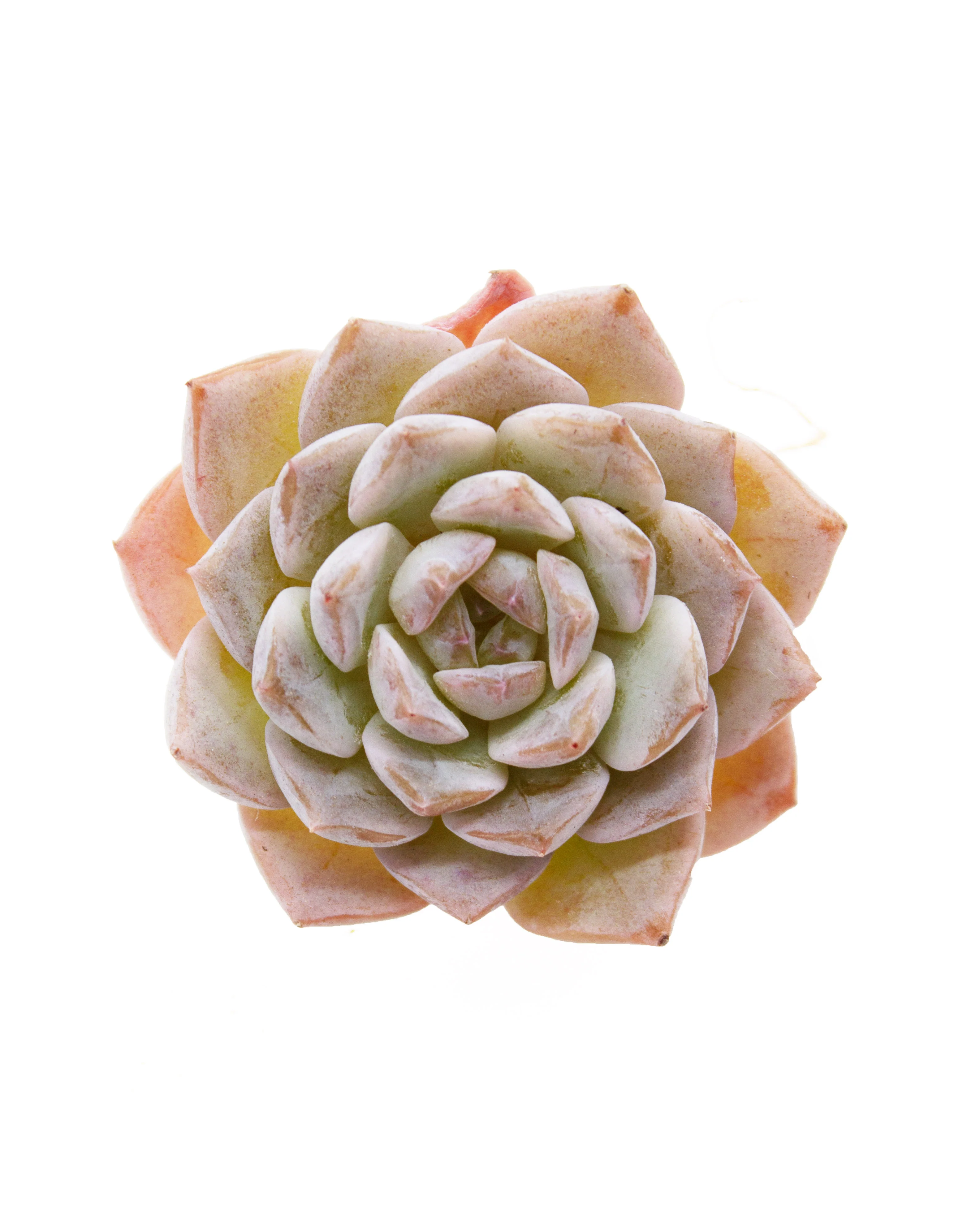 Echeveria Grace - Image 3