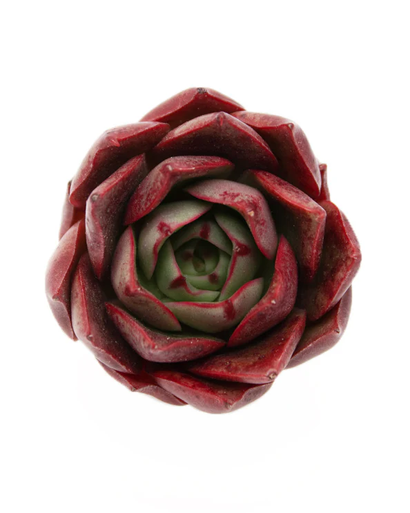 Echeveria Hades