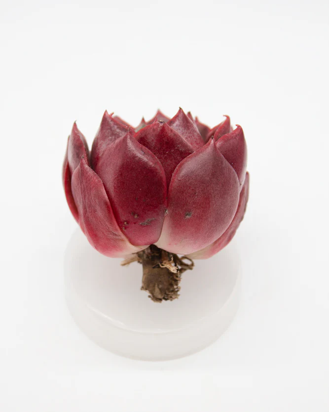 Echeveria Hades - Image 2