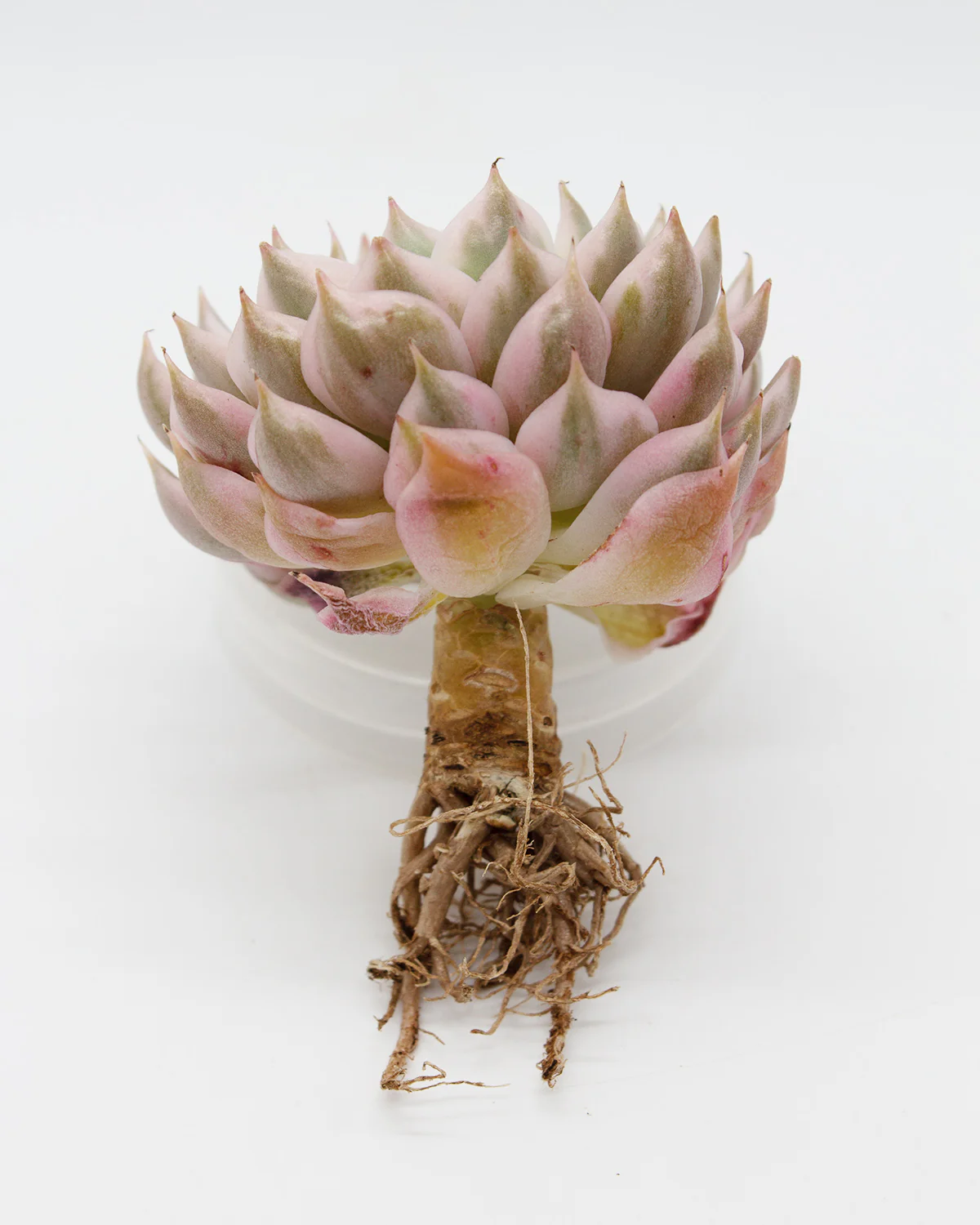 Echeveria Halbingeri Variegated - Image 3