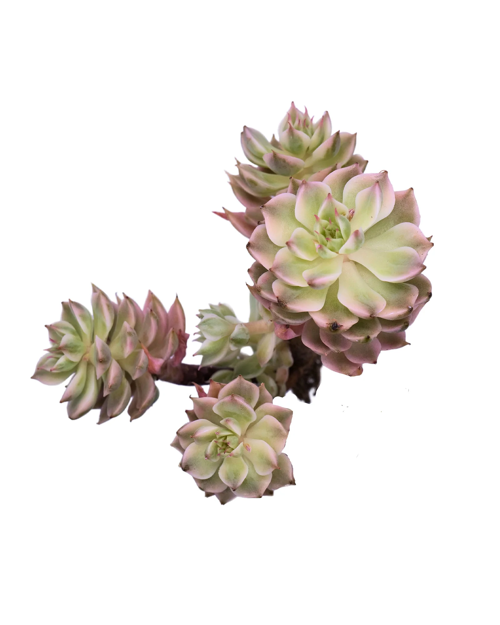 Echeveria Halbingeri Variegated - Image 4