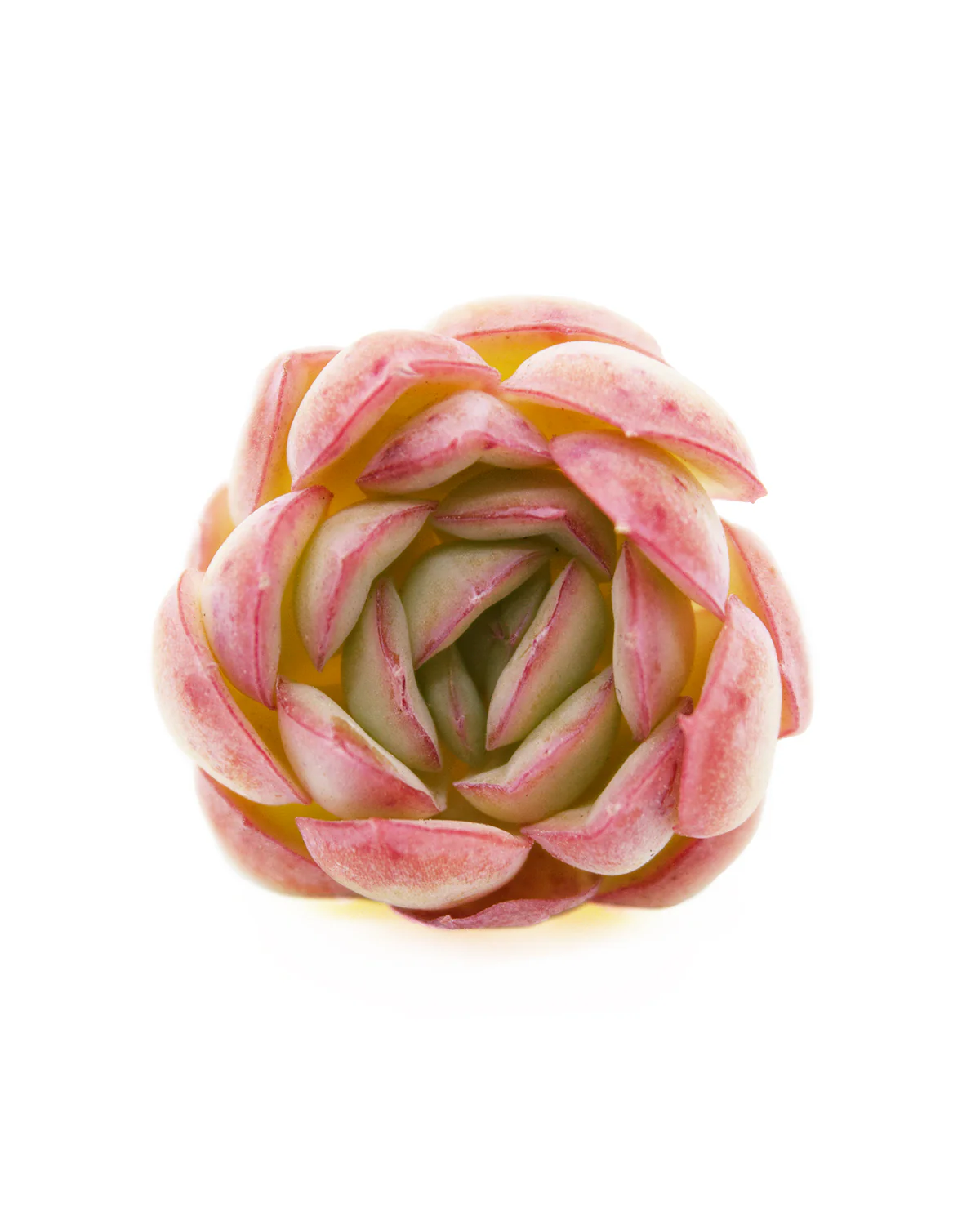 Echeveria Hanatsukiyo - Image 3
