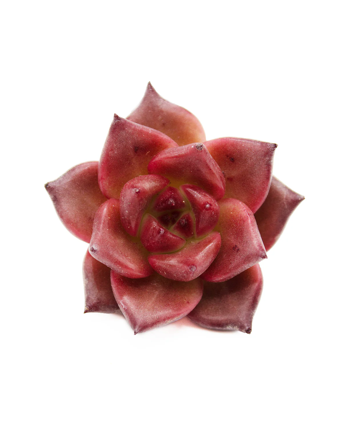 Echeveria Honey Pink - Image 4