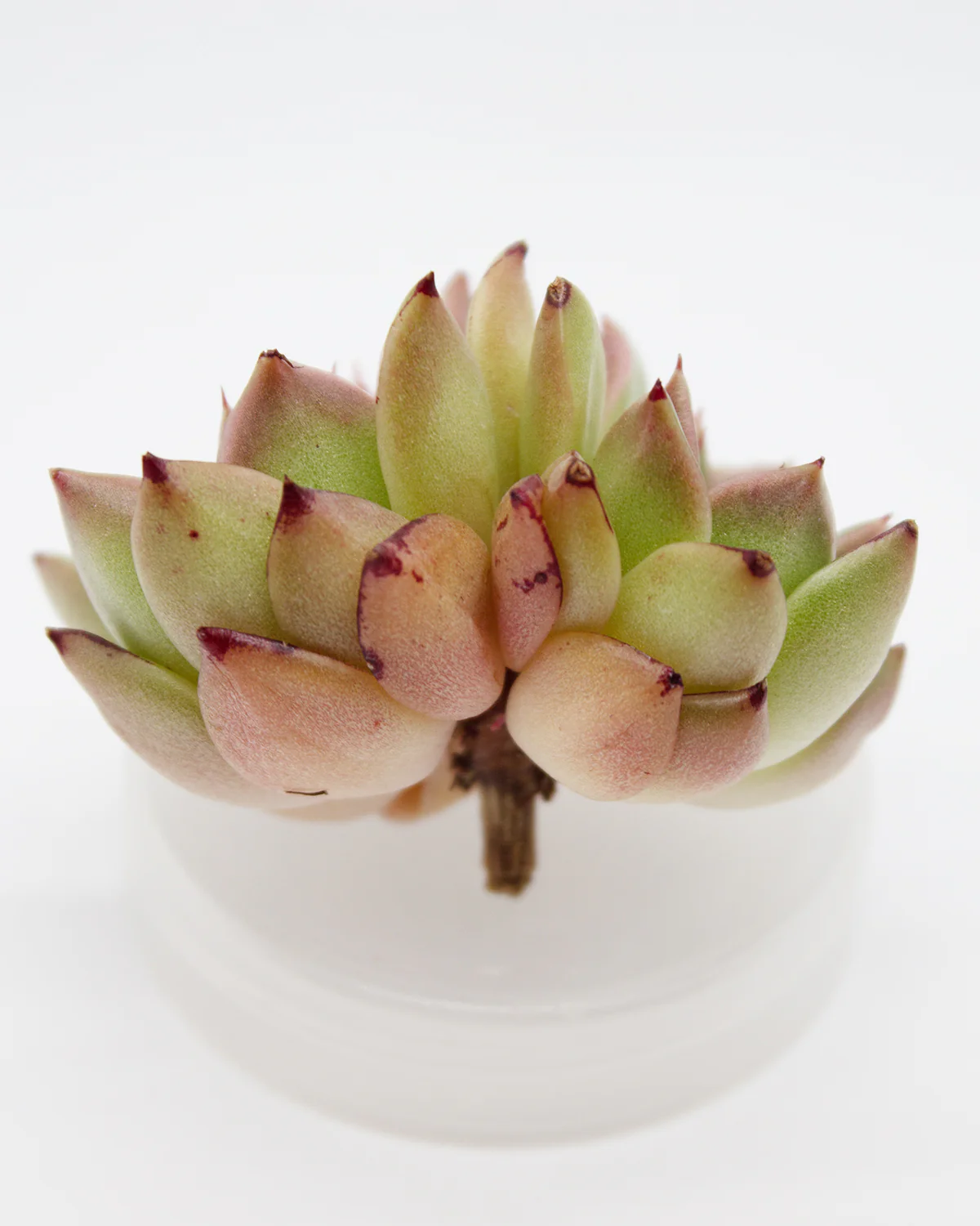 Echeveria Hwanhee Cluster - Image 2