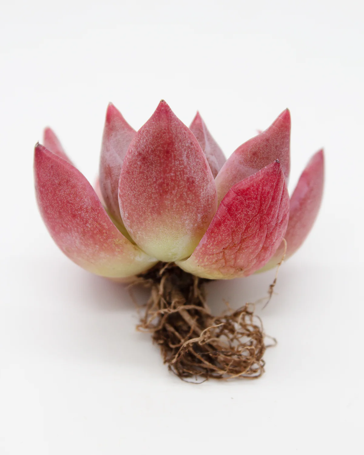 Echeveria Ice Col - Image 2