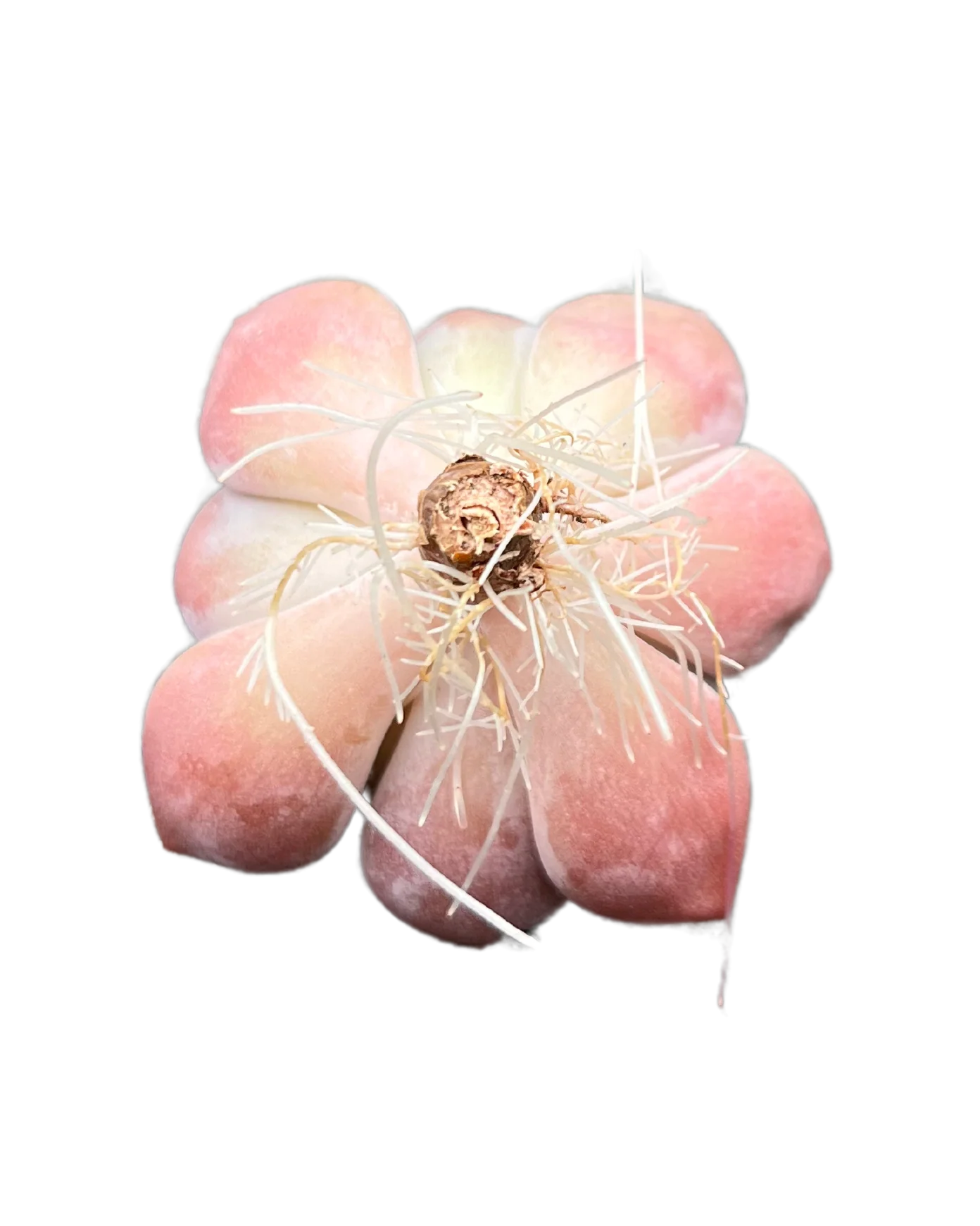Echeveria Ice Cream - Image 2