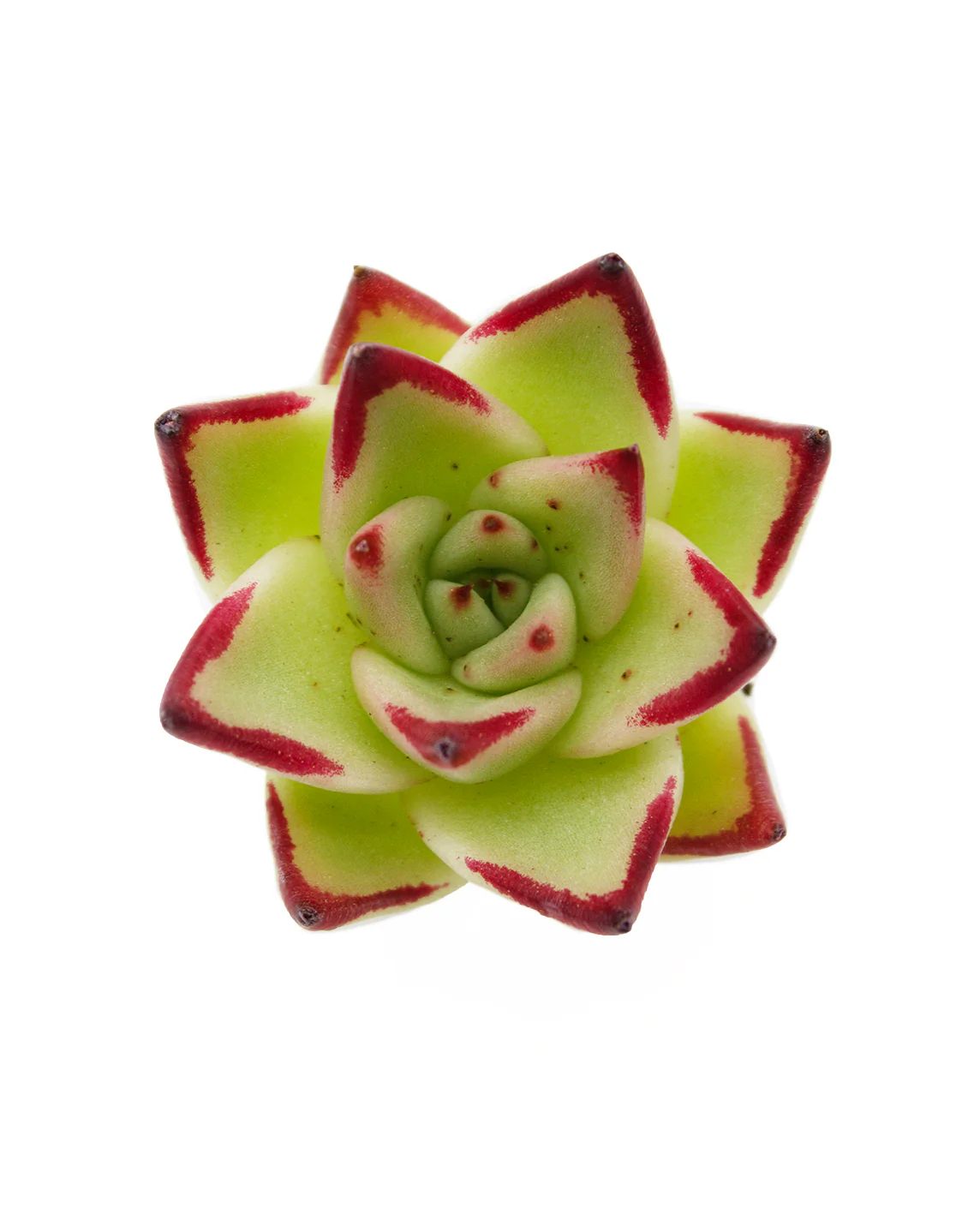 Echeveria Jelly Cassiopeia - Image 3