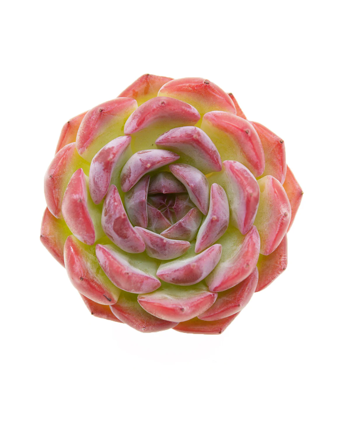 Echeveria Keralean