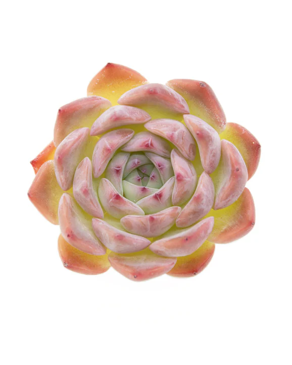 Echeveria Keralean - Image 3
