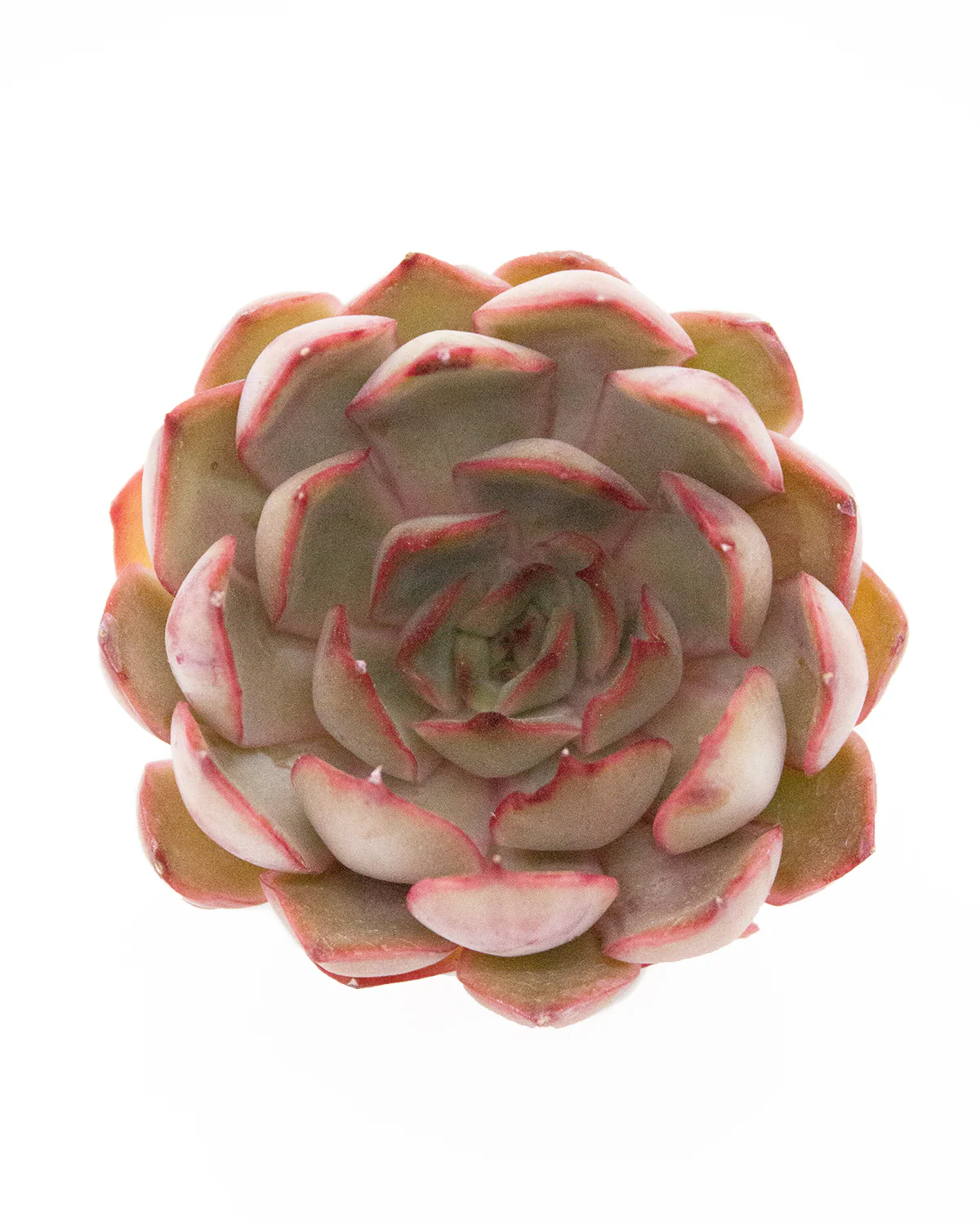 Echeveria Kisses - Image 5