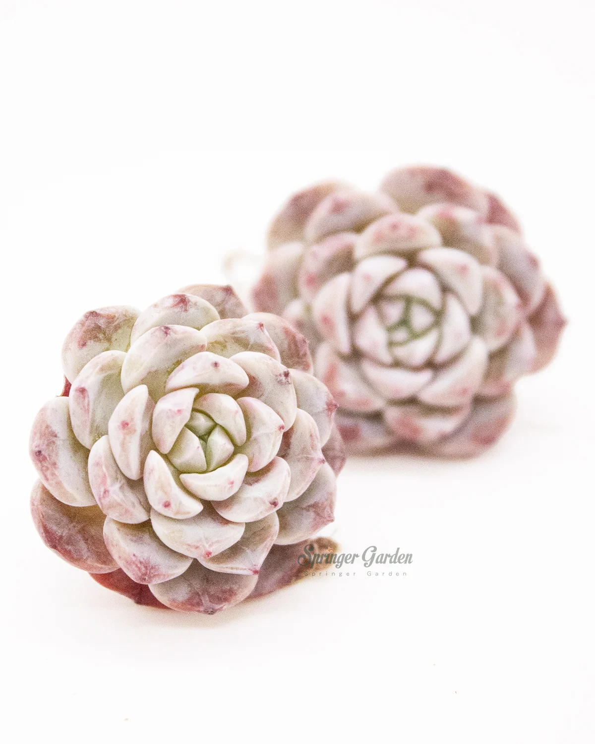 Echeveria Lapine - Image 3