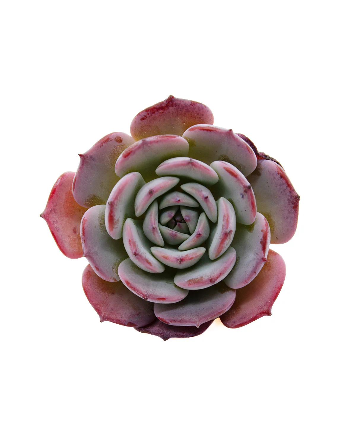 Echeveria Laulensis - Image 3