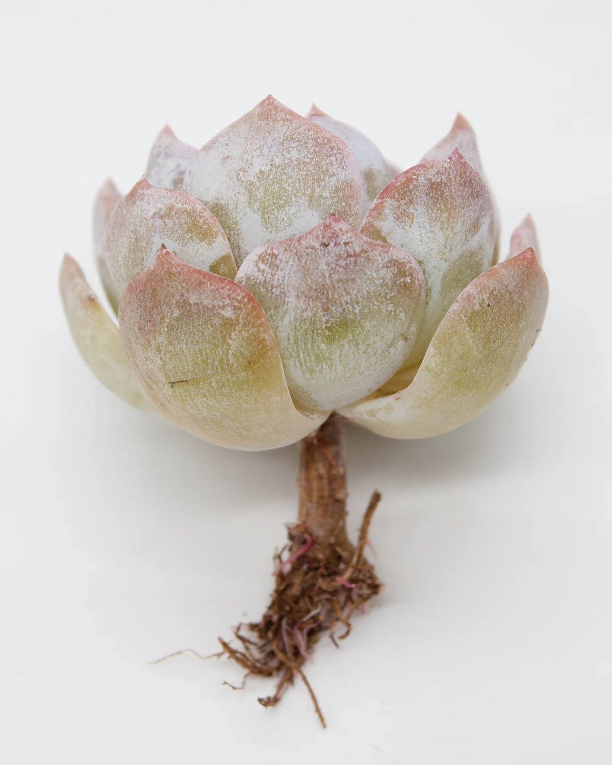 Echeveria Lehman - Image 2