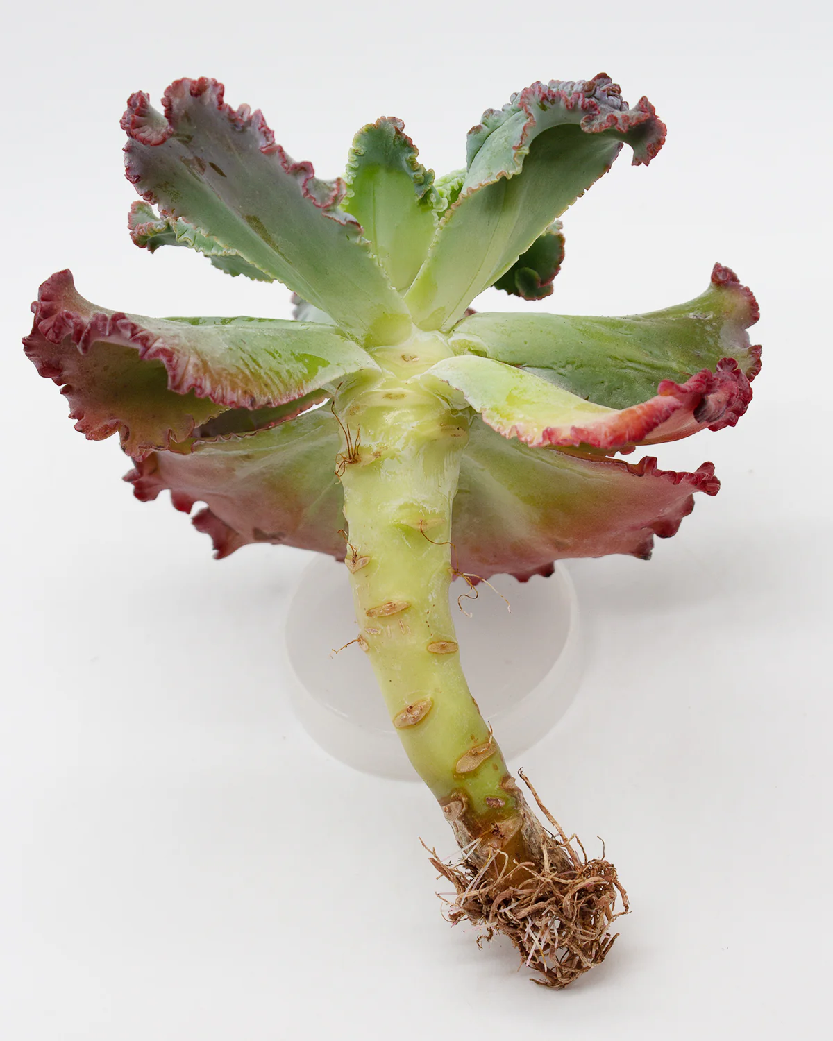 Echeveria Linguas - Image 2