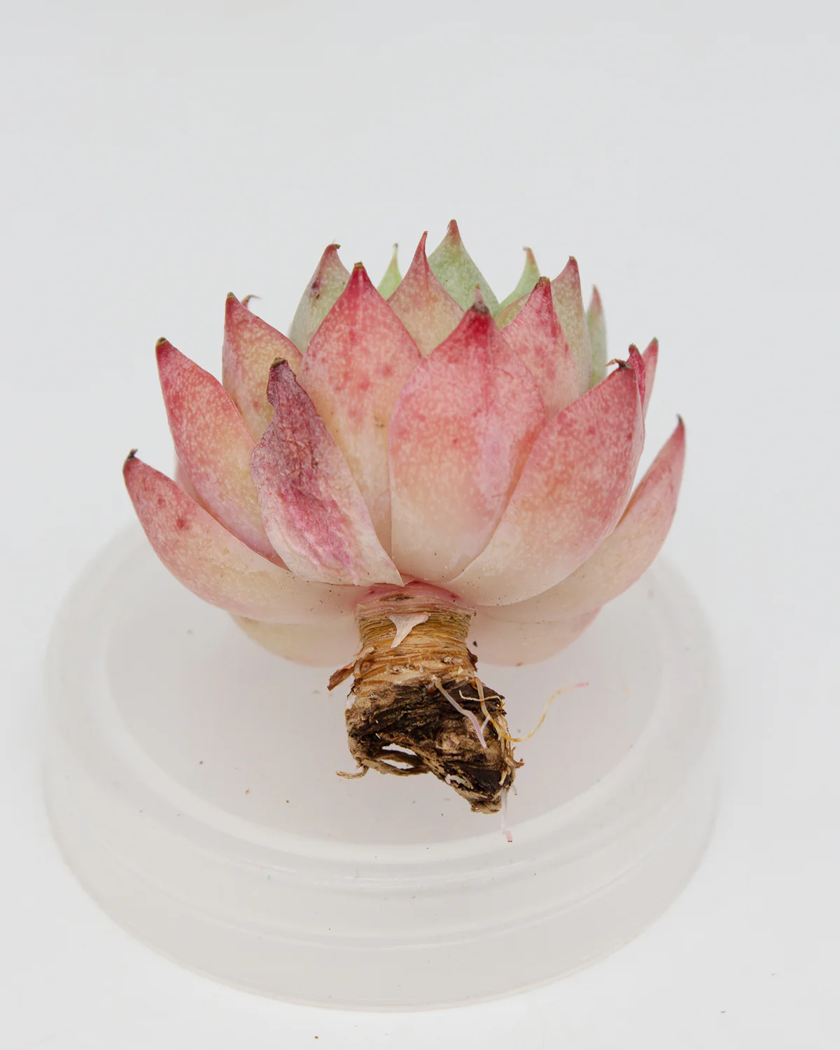 Echeveria Linjie - Image 2