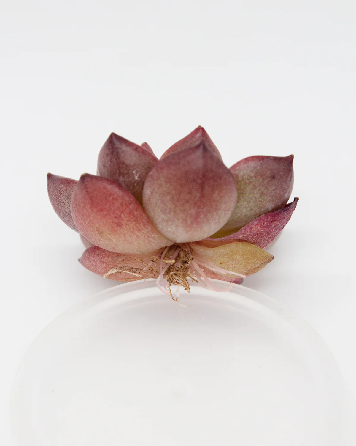 Echeveria Lovebirds - Image 2
