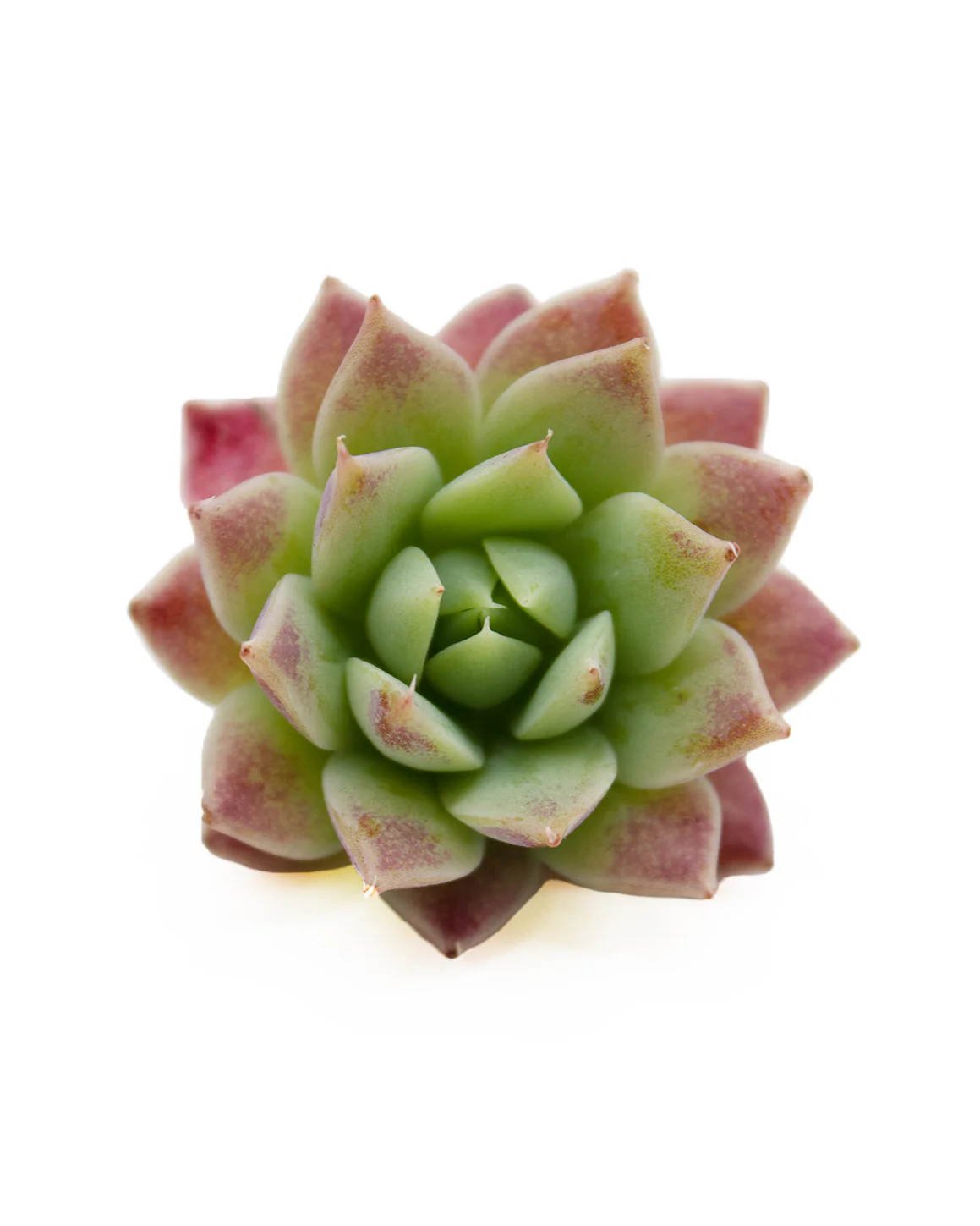 Echeveria Macdougallii