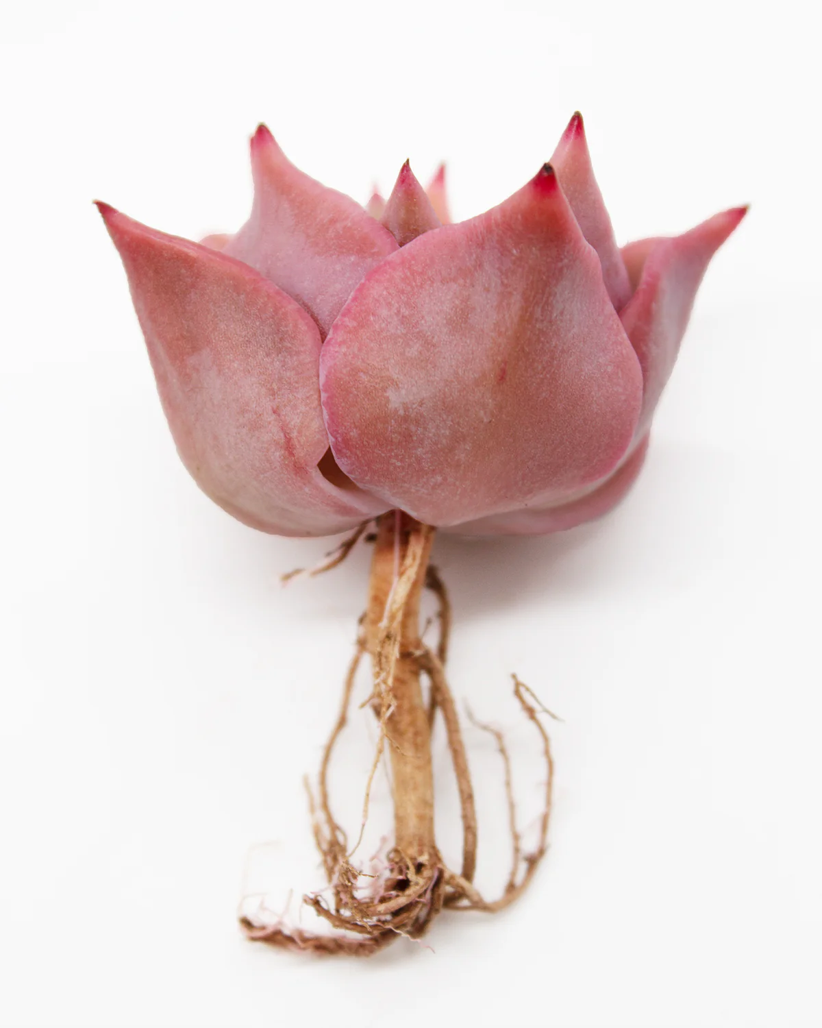 Echeveria Madiba - Image 2