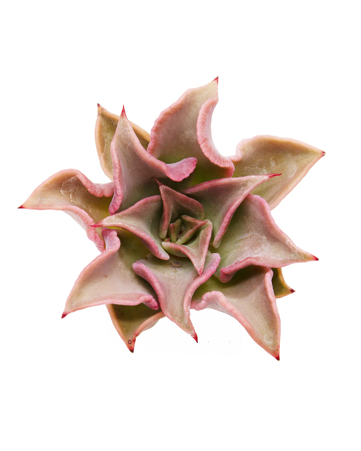 Echeveria Madiba - Image 3
