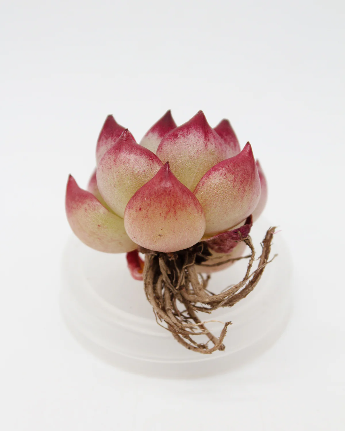 Echeveria Magic Crown - Image 2