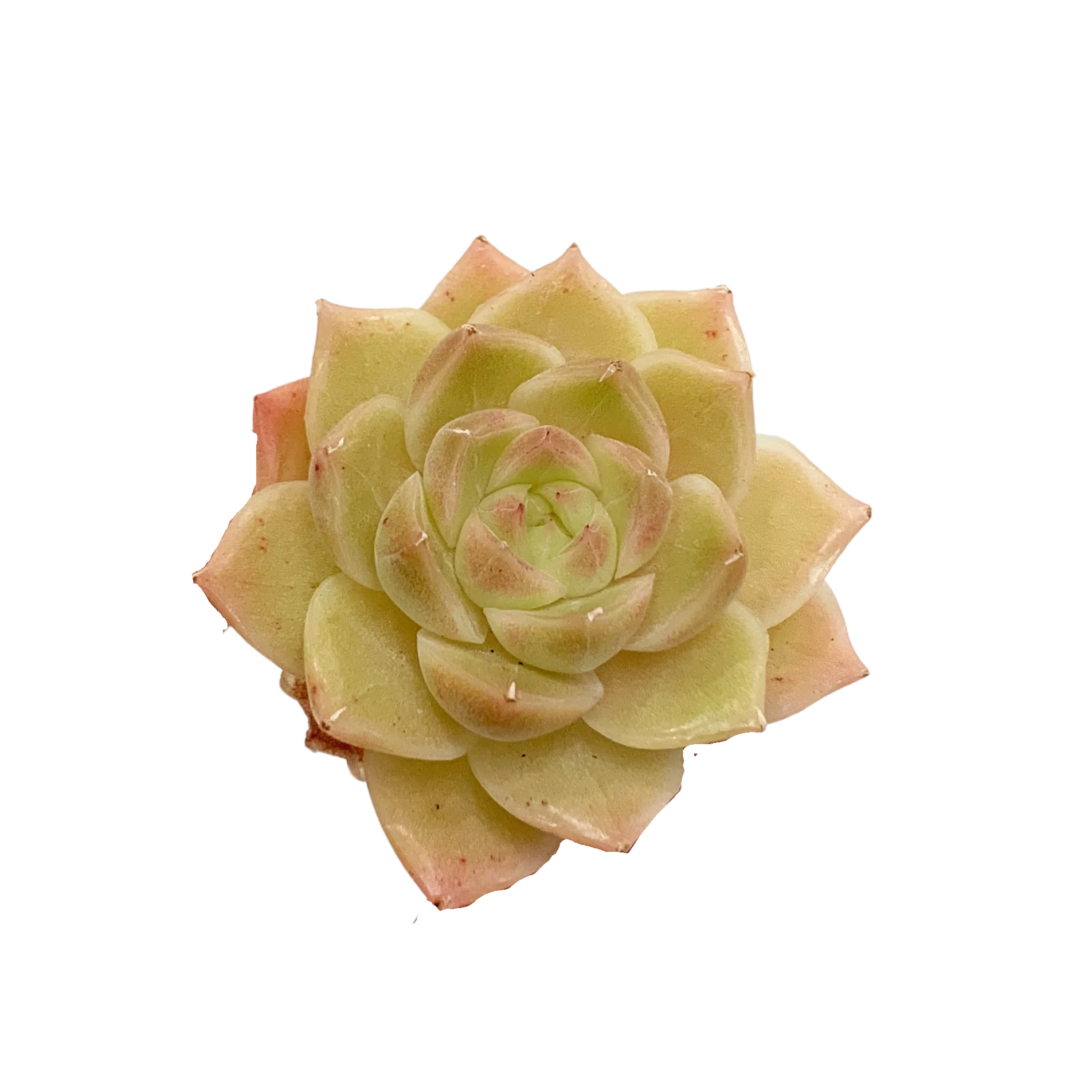 Echeveria Malgan