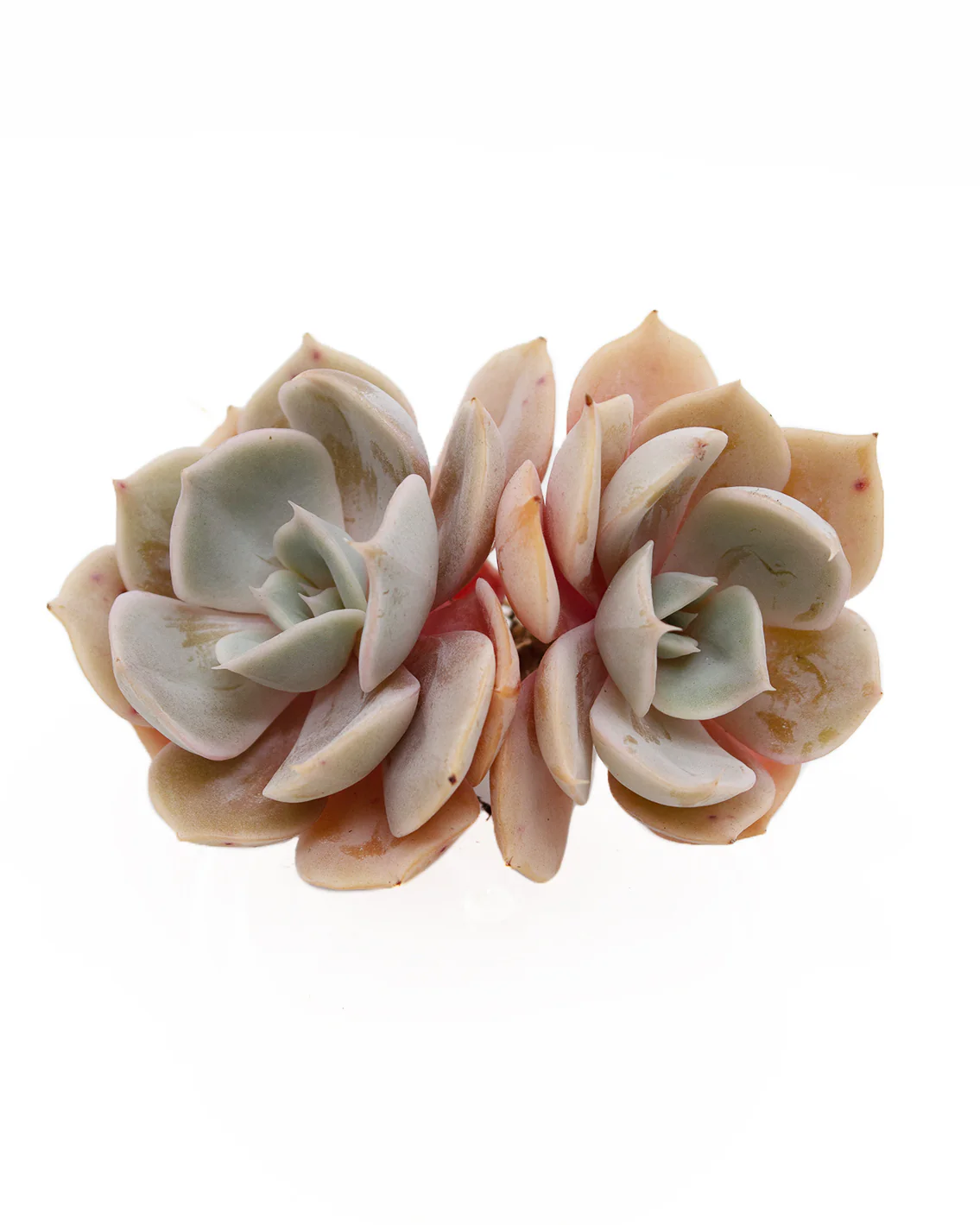 Echeveria Marilyn - Image 3