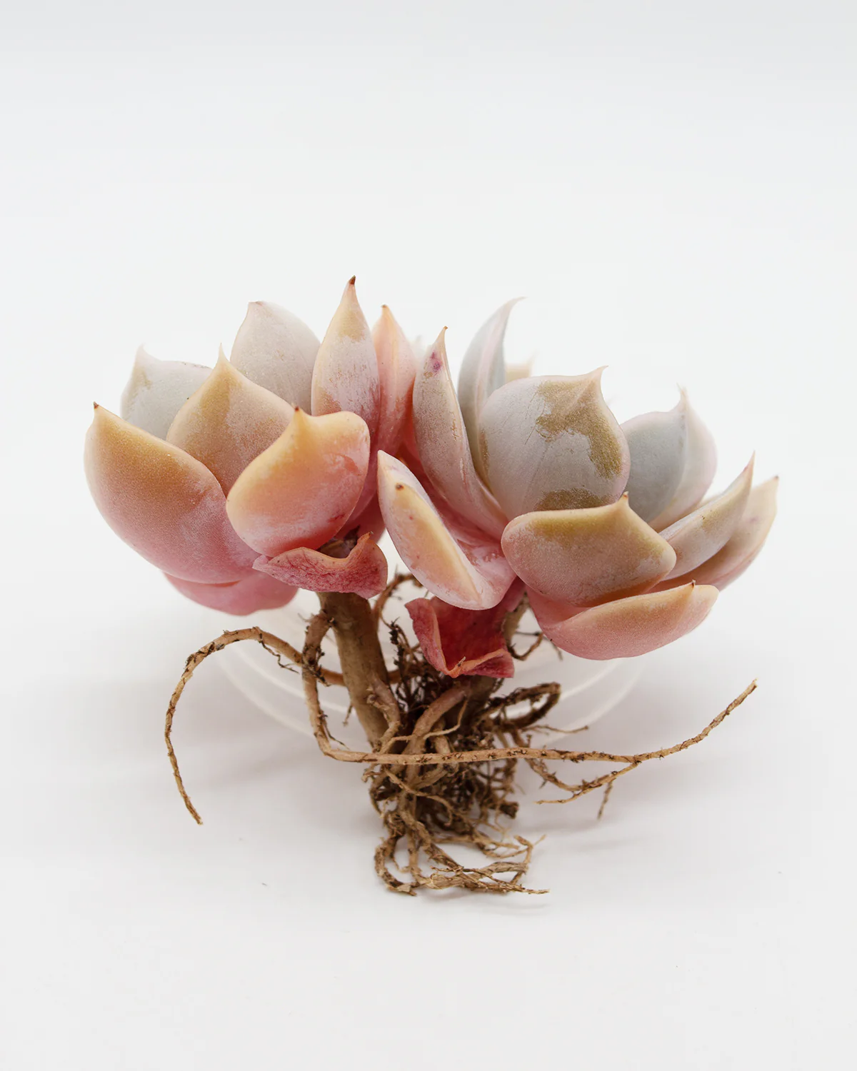 Echeveria Marilyn - Image 4