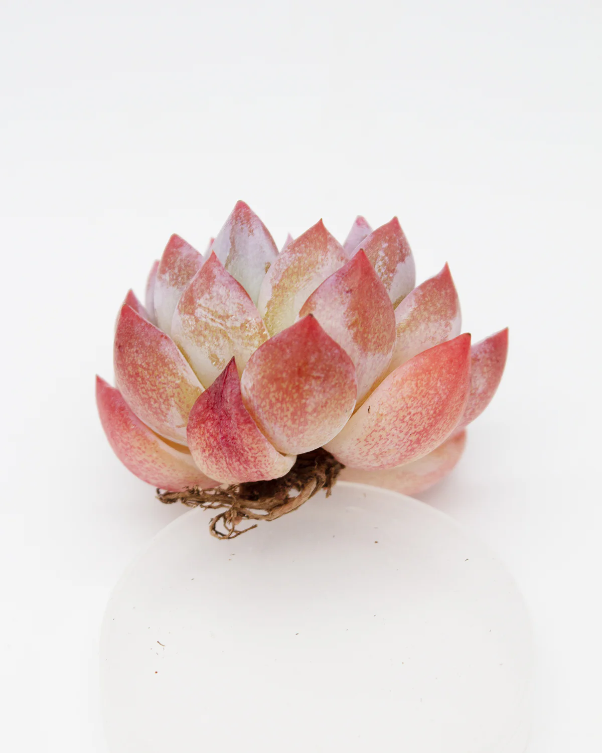 Echeveria Marpin - Image 2
