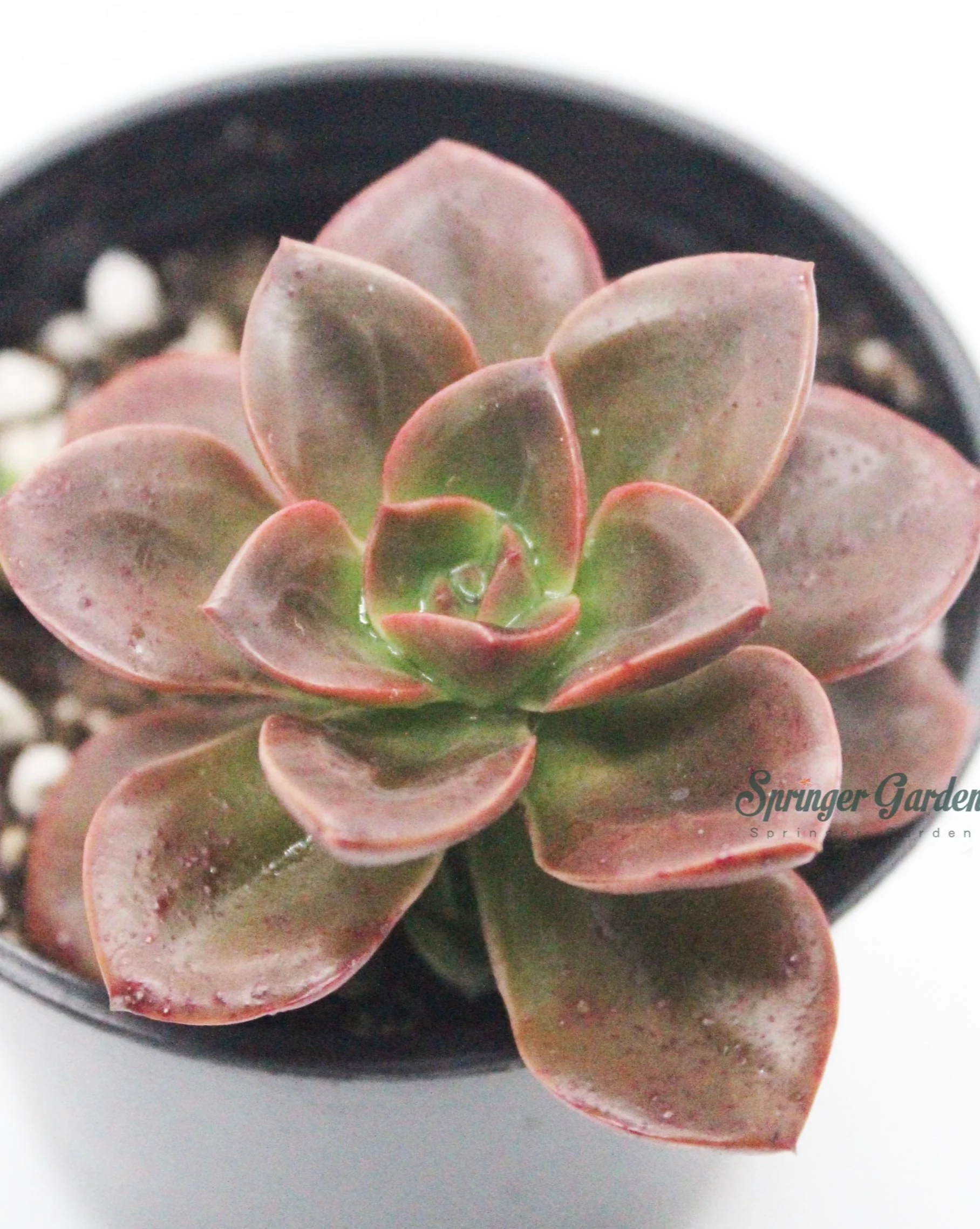 Echeveria Melaco Chocolate - Image 3