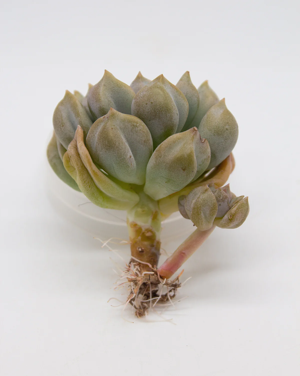 Echeveria Milk - Image 2