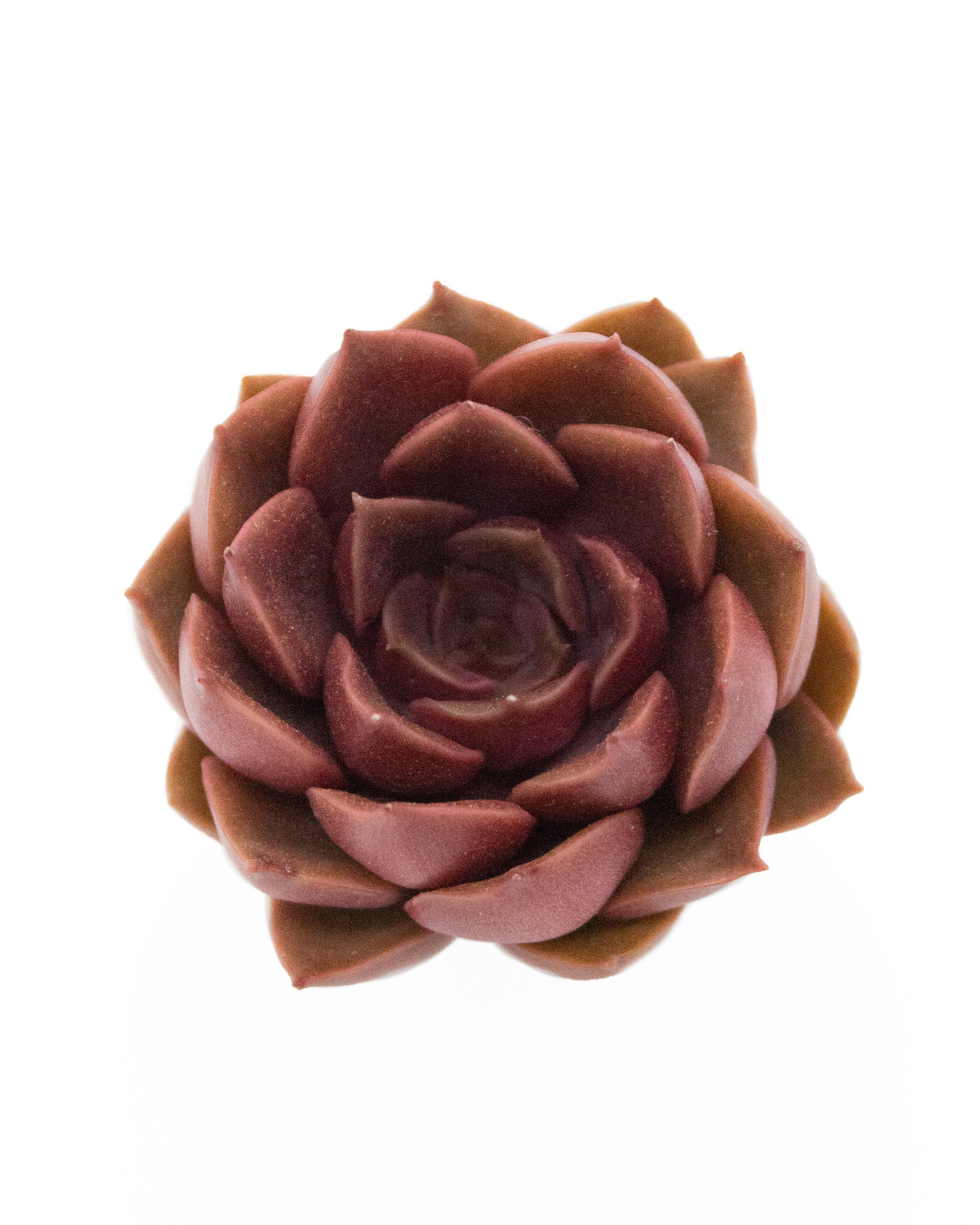 Echeveria Mina - Image 2