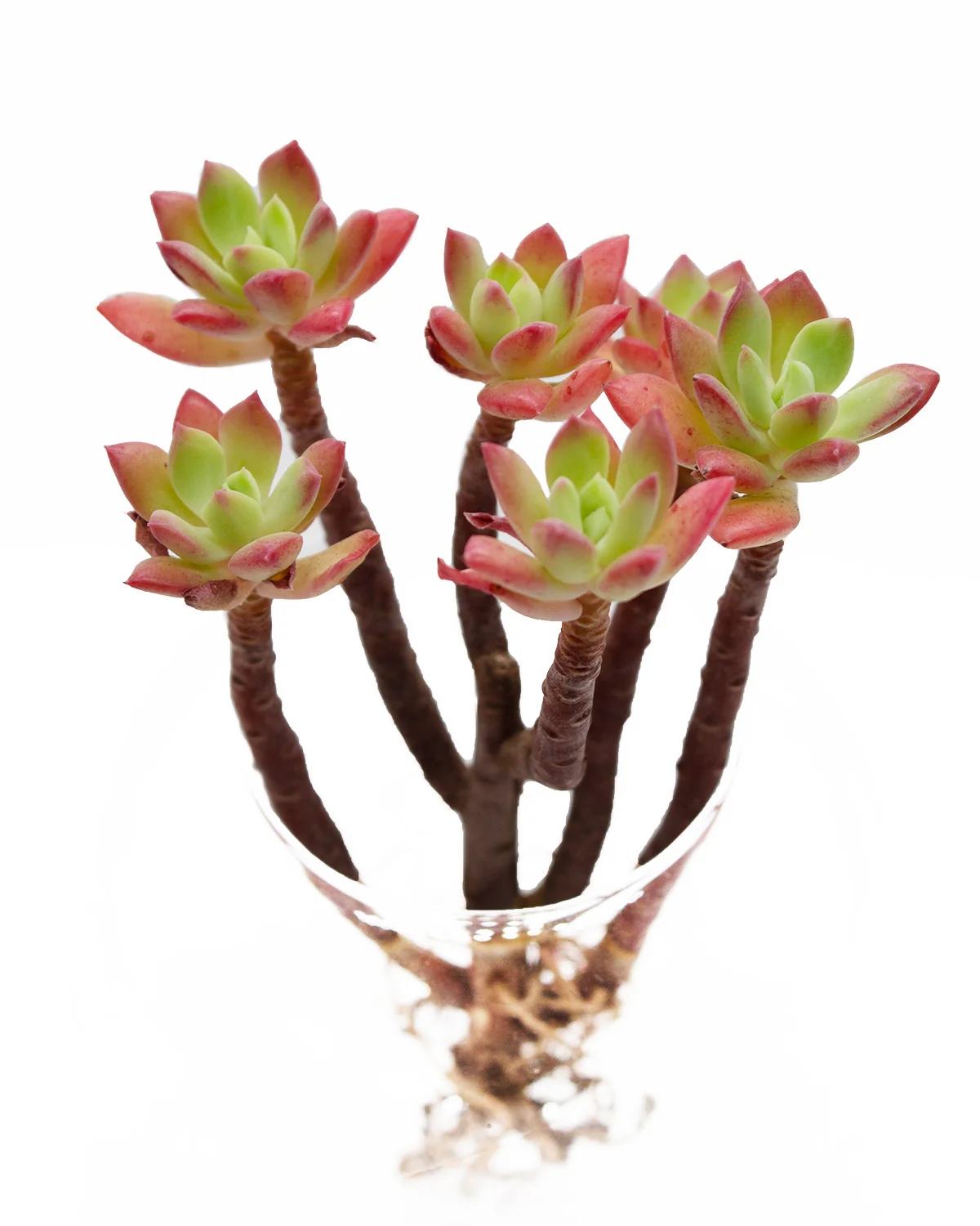 Echeveria Minibelle - Image 3