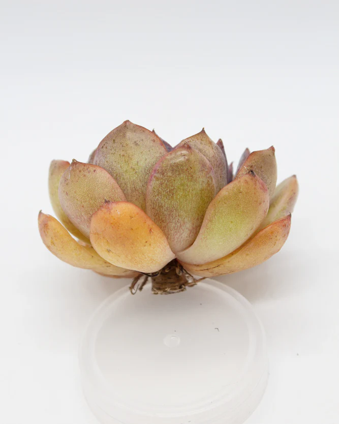 Echeveria Mirine - Image 2