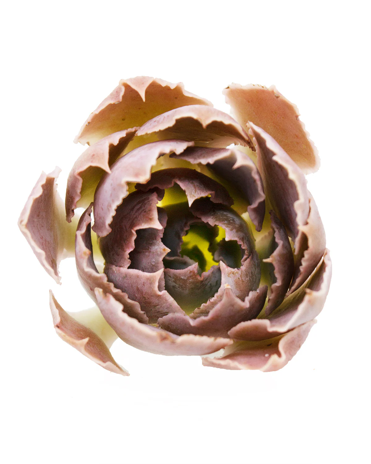 Echeveria Miss Persia