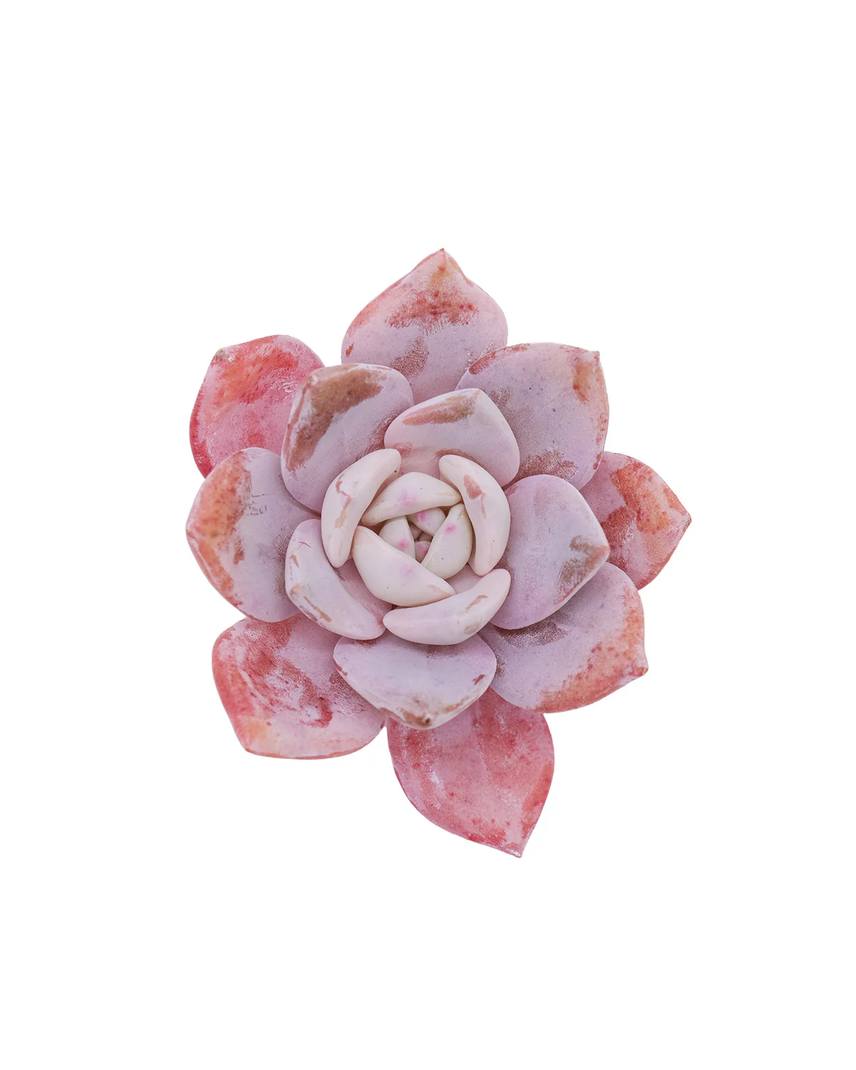 Echeveria Missing You - Image 3