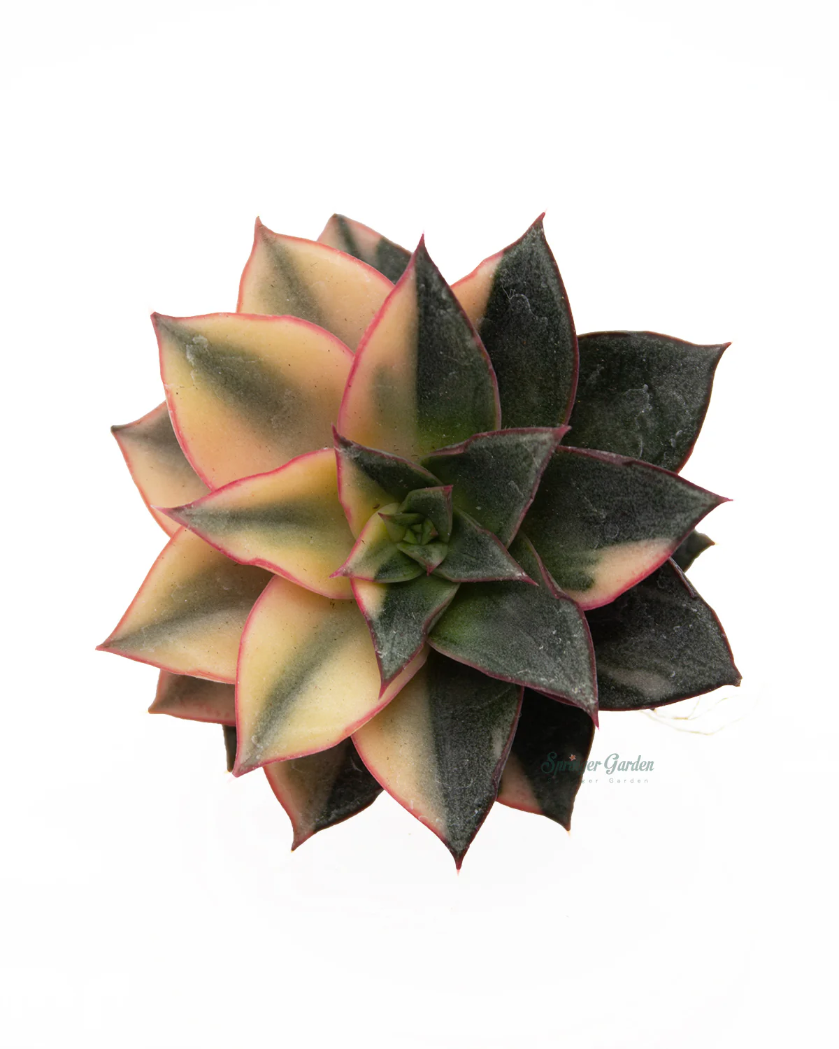 Echeveria Monocerotis var. - Image 2