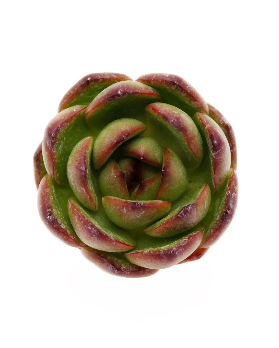 Echeveria Mont Blanc