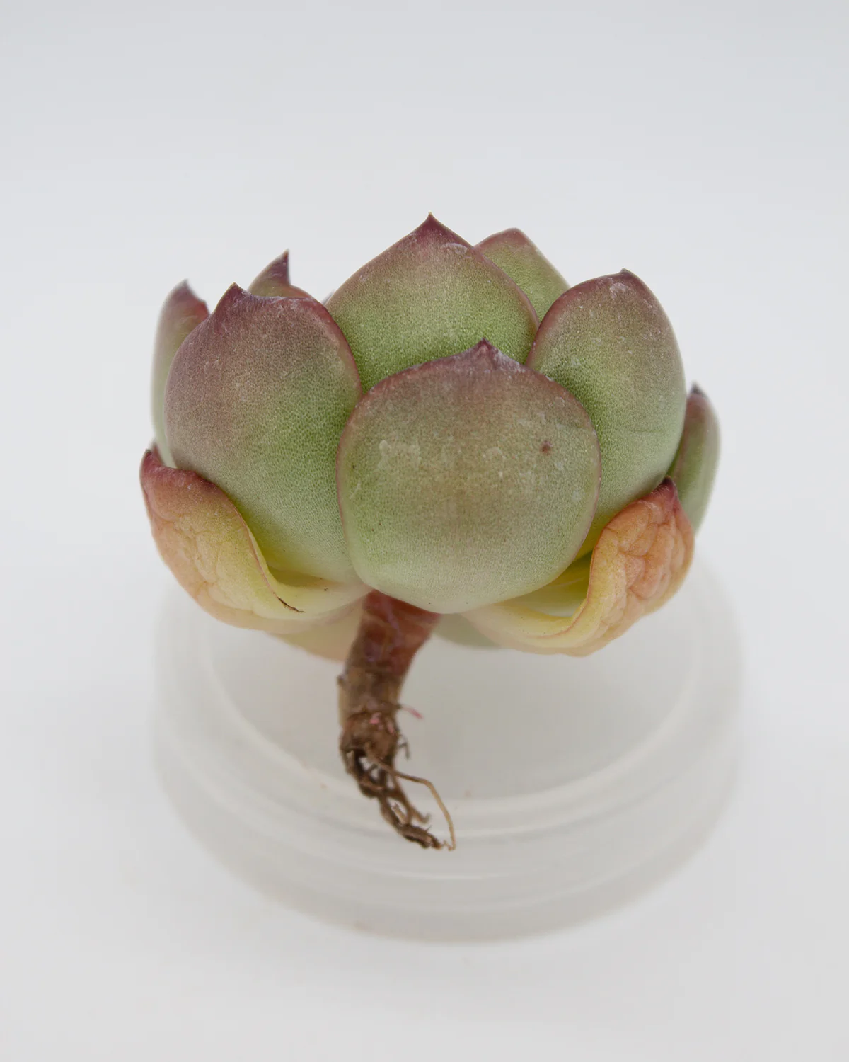 Echeveria Mont Blanc - Image 2