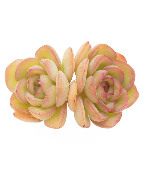 Echeveria Morning Dew - Image 4