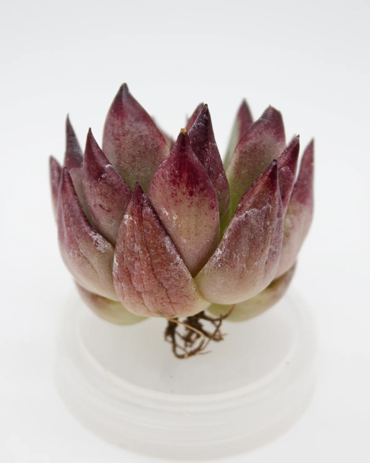 Echeveria Music Farm - Image 2