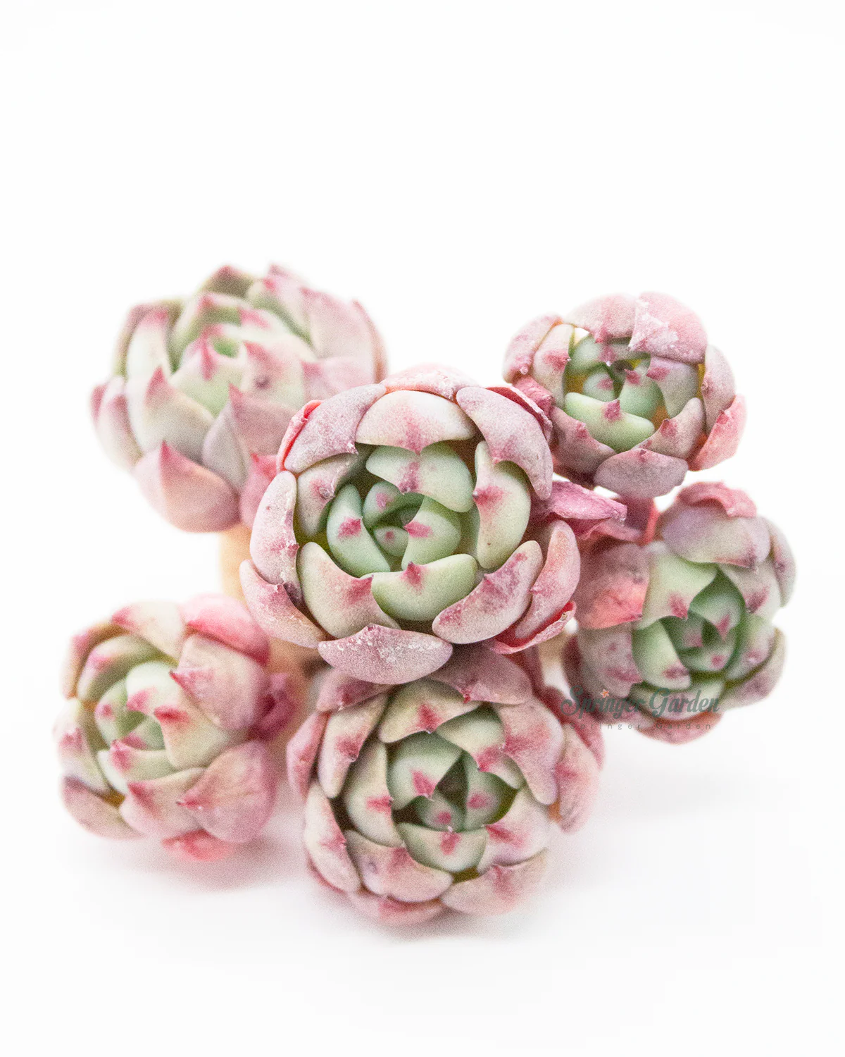 Echeveria Nanahukumini - Image 3