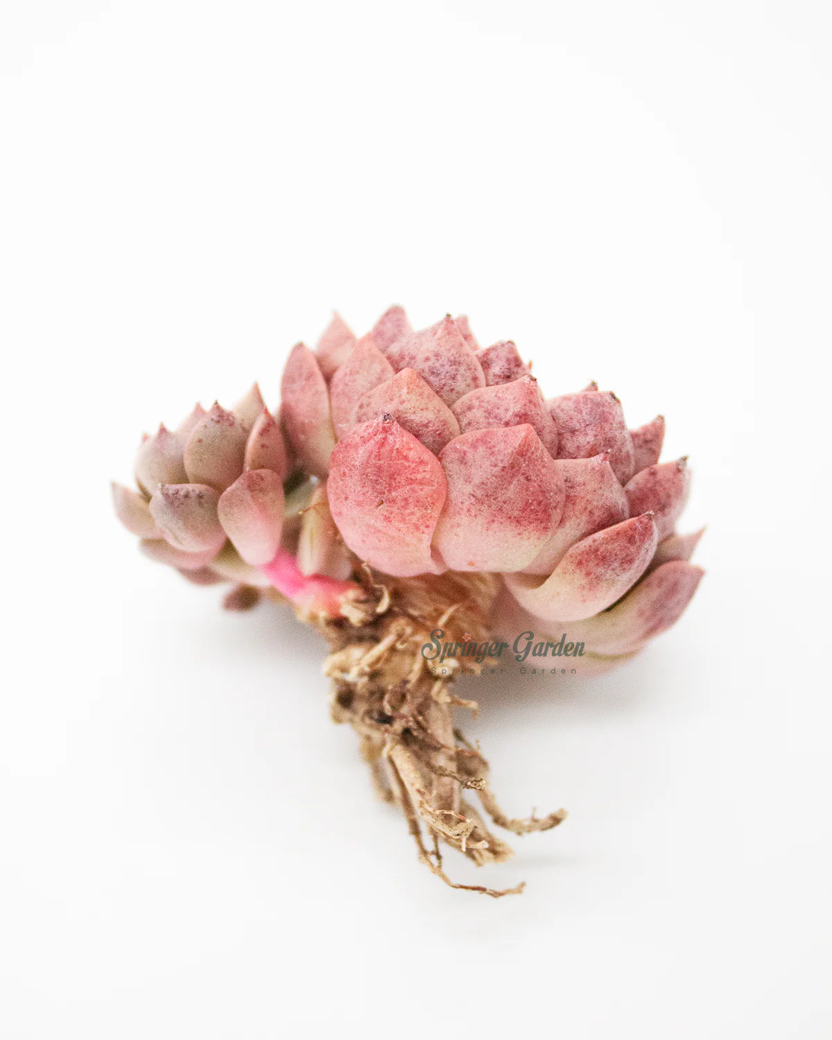 Echeveria Olivia - Image 4
