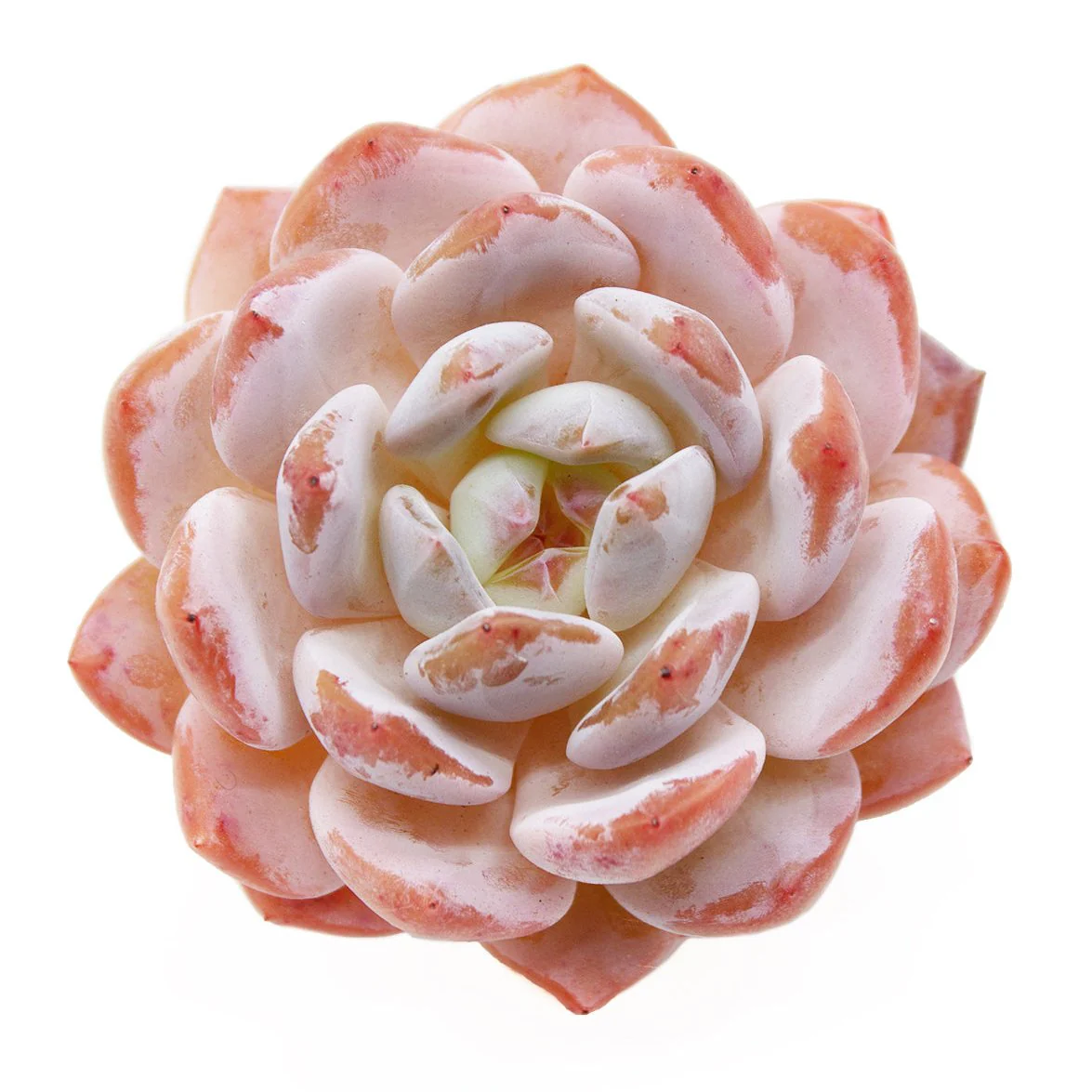 Echeveria Orange Monroe - Image 3