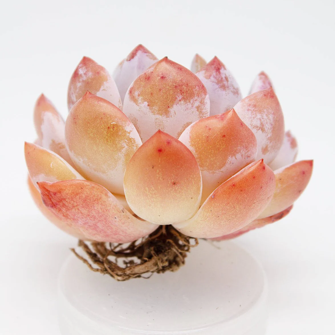 Echeveria Orange Monroe - Image 4