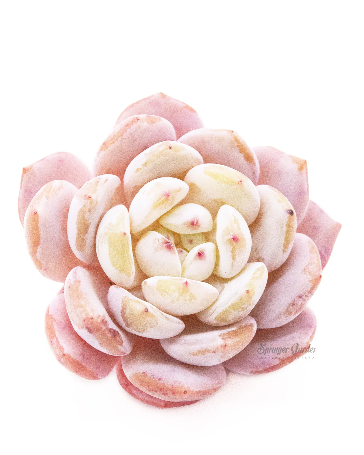 Echeveria Orange Monroe - Image 5